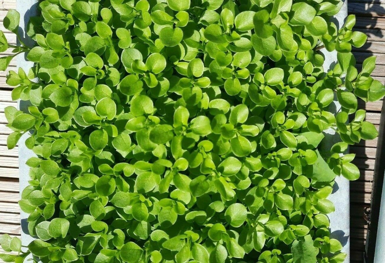 Bangladeshi Vegetable Seeds Rare Leaf Amaranth Ghee Kanc Notey Shak