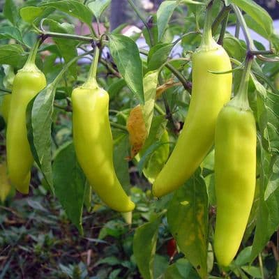 Bangladeshi Vegetable Seeds, Sweet Chilli, Misty Morich কাঁচা মরিচ Seeds