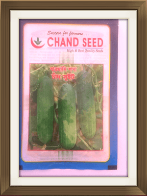 Chand Bangladeshi VEGETABLE CUCUMBER  (GREENHOUSE) SEEDS EASY GROW