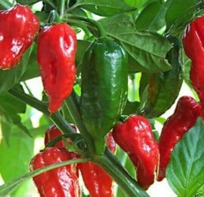 Class 1 Hybrid Bangladeshi Hot Naga Moris, Ghost Pepper, Bhut Jolokia 15 Seeds