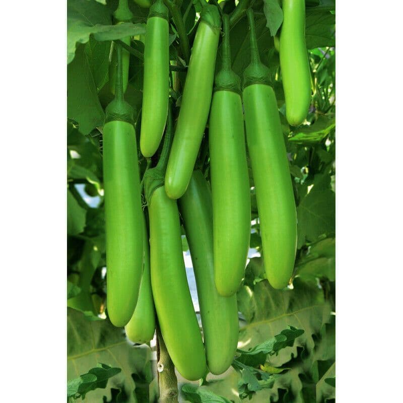 25 Louisiana Long Green Eggplant Seeds - Solanum Melongena Heirloom Vegetable Seeds By Seedville USA