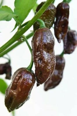 EXTREME HOT Bangladeshi Seeds, B NAGA Moris Ghost Pepper, Bhut Jolokia নাগা মরিচ