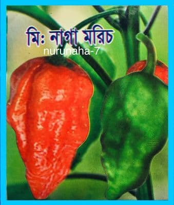 Genuine Bangladeshi Hot Naga Moris, Ghost Pepper Bhut Jolokia নাগা মরিচ seeds