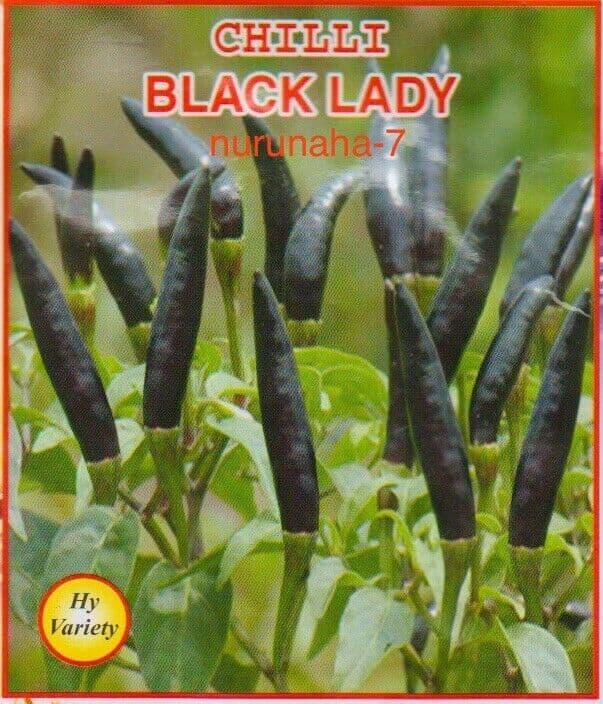 Genuine Bangladeshi Super Hot Black Devil Chilli 32 Seeds