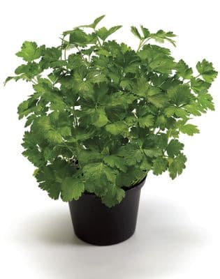 Herb - Parsley Italian Giant  - Herb Garden seeds Easy Grow