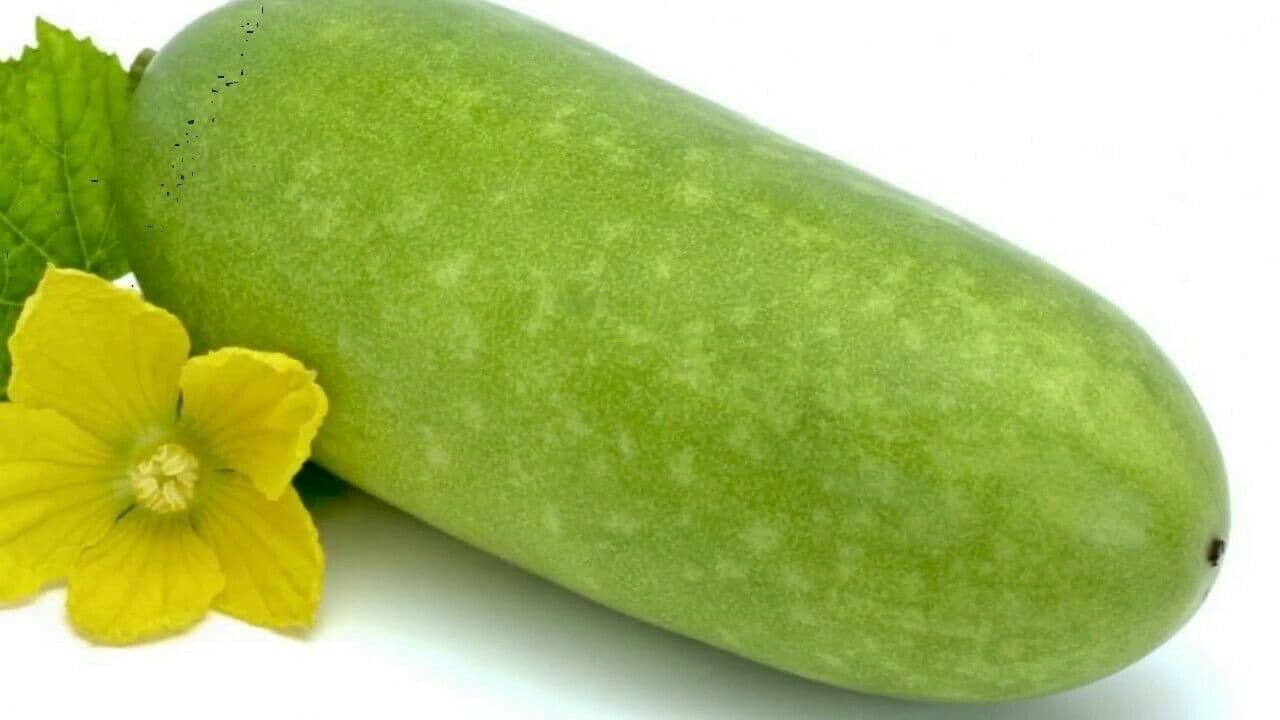 Hybrid Chinese Thai Vegetable Wax Gourd Winter Mellon Jali Kumra 10 Seeds