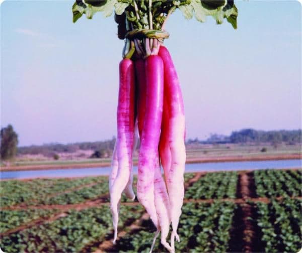 Indian Bangladeshi 100 Seeds Early Red Radish Mula Mola Muli