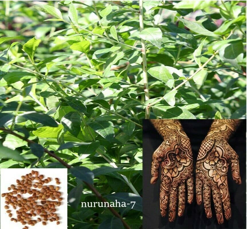 Indian Bangladeshi Lawsonia Inermis Henna Mehndi Mehdi 100 Seeds