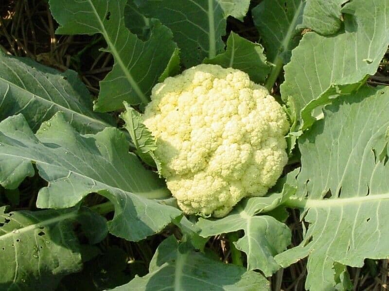 Indian Bangladeshi Seeds F1 Garden Cauliflower Gobi Easy Grow