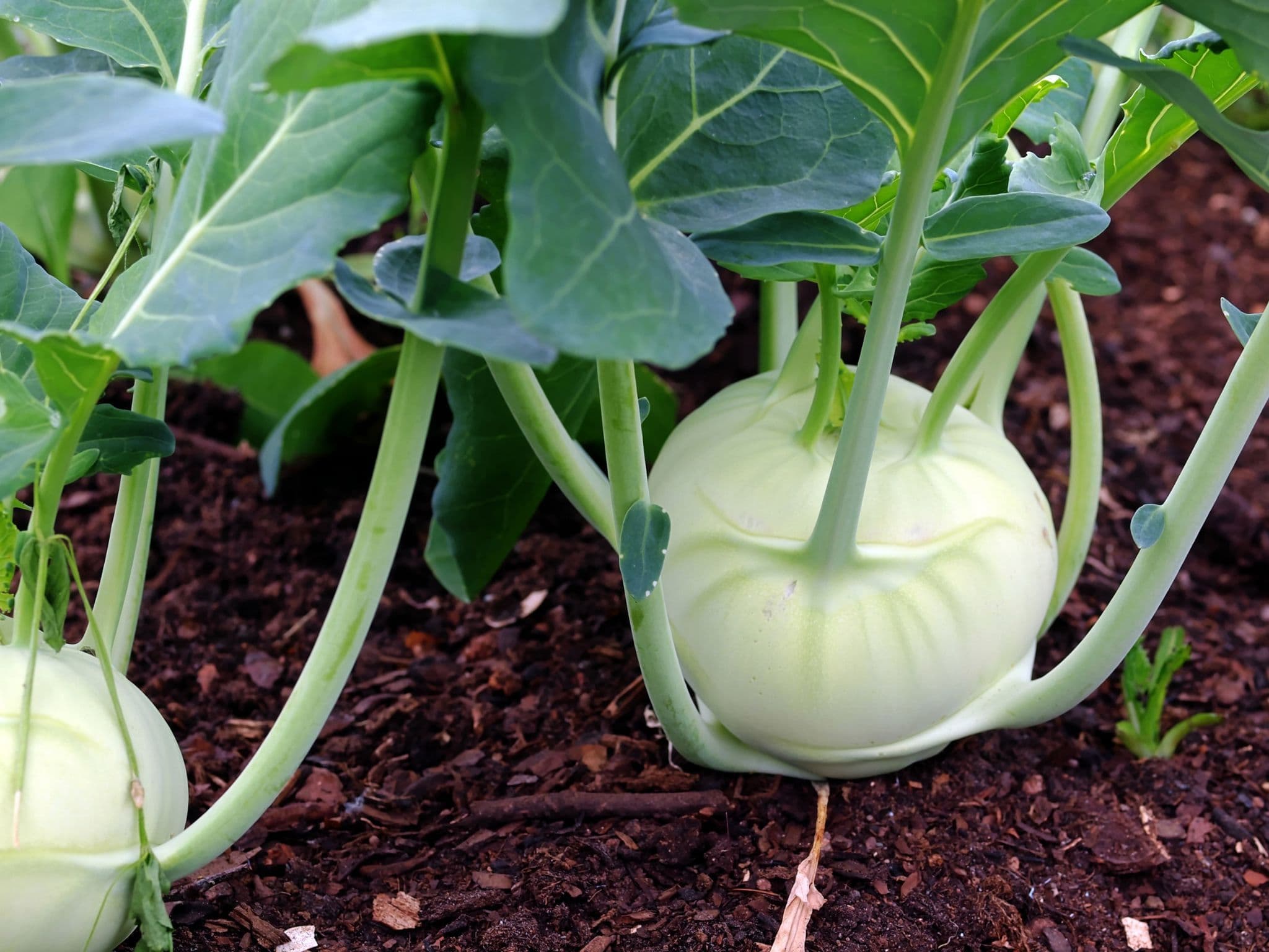 Kholrabi শালগম। ওলকপি । Shalgom Olkopi Indian Bangladeshi Seeds Kohlrabi Kholrabi শালগম। ওলকপি । Shalgom Olkopi Indian Bangladeshi Seeds Kohlrabi