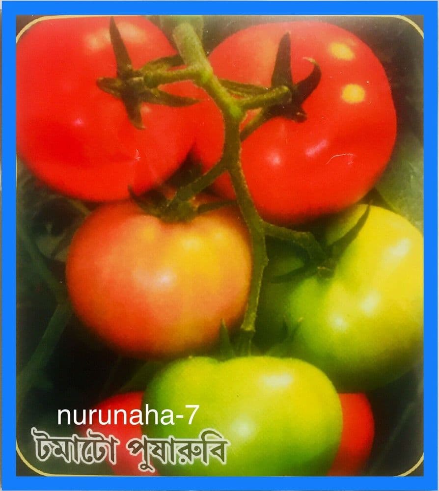 Indian Bangladeshi Seeds Pusharobi TOMATOES Tamaatar Easy Grow