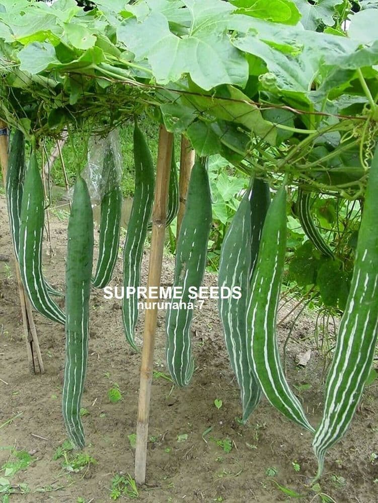 Padval Indian Bangladeshi Snake Gourd Chichinda Chichinga Padval Kohi 10 Seeds