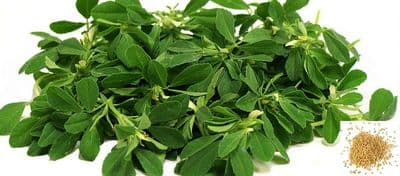 Indian Bangladeshi Trigonella foenum-graecum  Meethi, Fenugreek, Easy Grow seeds