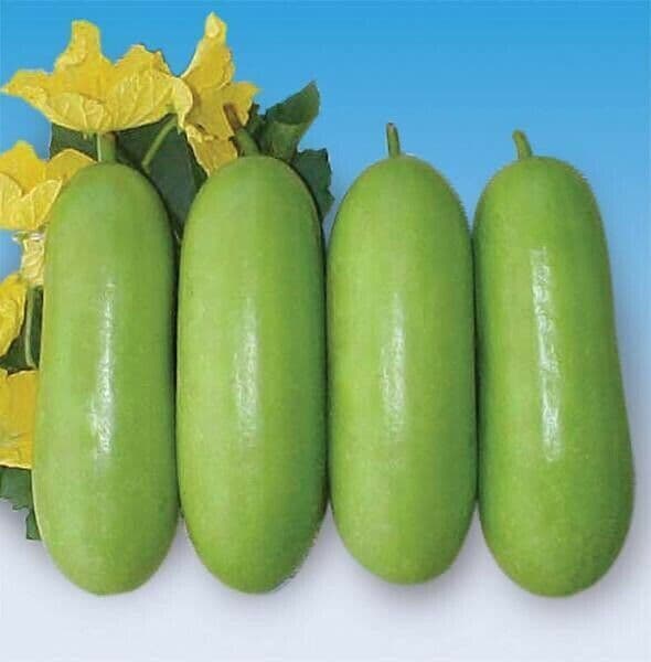 Indian Bangladeshi Veg Wax Gourd Jali Kumra 10 Seeds