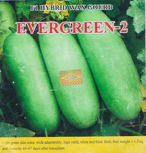 Indian Bangladeshi Veg Wax Gourd Jali Kumra 10 Seeds