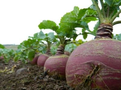 Indian Bangladeshi Vegetable Seeds, Swede, Shalgom, स्वादिस्ट सब्जी 150 seeds