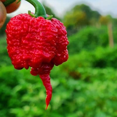 Worlds Hottest Carolina Reaper Ghost Pepper Naga Chilli 10 Seeds