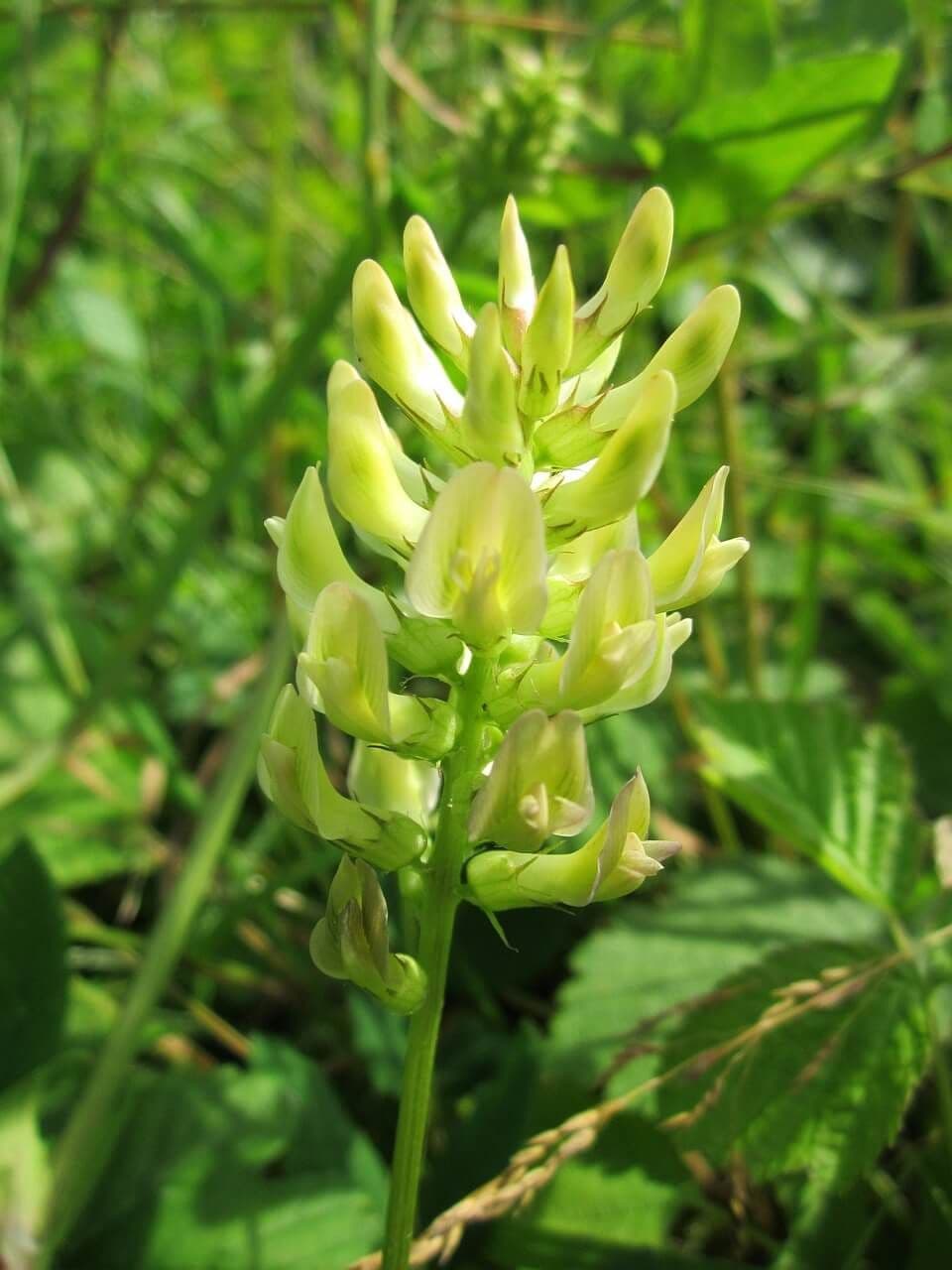 Advantages of Incorporating Astragalus into Your Wellness Routine