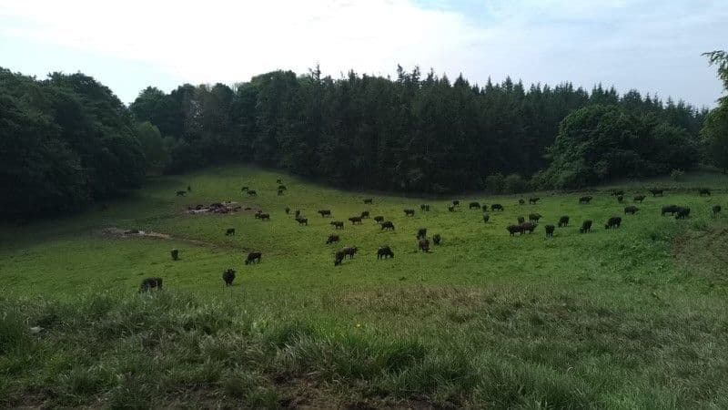 Ultimate Summer Buffalo Grazing Board