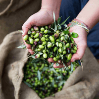 Honest Toil - unfiltered EVOO 500ml