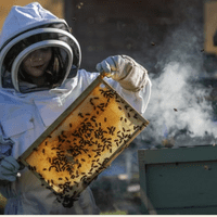 Main's Apiaries - Heather Blend Honey, 12oz