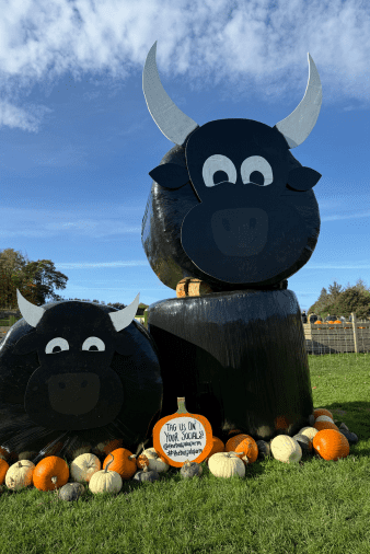 October at The Buffalo Farm
