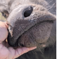 Buffalo Calf Feeding