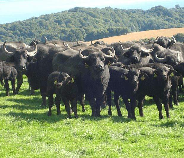 The Buffalo Farm Livestock for Sale