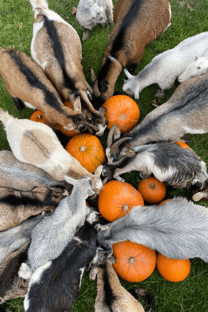 October at The Buffalo Farm