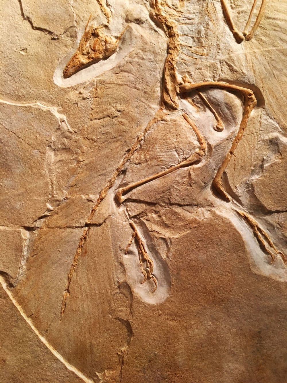 Realistic Replica Archaeopteryx Dinosaur Fossil Replica Fossils