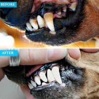 ASM Teeth Cleaning Plaque Removal Teeth Tooth Scraper for Dog Grooming Tools