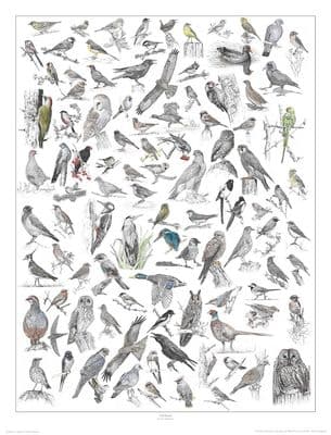 '100 Birds' Open Edition Print by Wildlife Artist Ben Waddams