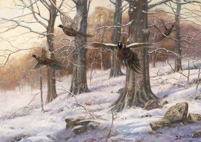 'A Burst of Winter' Pack of Ten Pheasant Christmas Cards by John Trickett C690x
