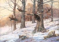 'A Burst of Winter' Pheasant Print by John Trickett
