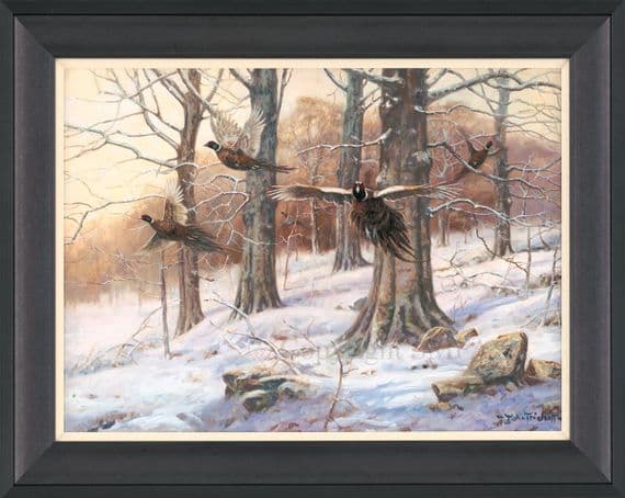 'A Burst of Winter' Pheasant Print by John Trickett