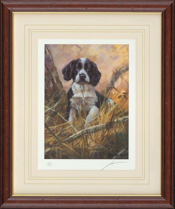 'A Little Lost' Ex-Display Limited Edition print of a Black and White Springer pup by John Trickett
