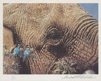 'As High as An Elephant's Eye' Ex-Display Print by Michael Kitchen-Hurle