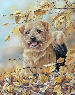 'Autumn Norfolk' Norfolk Terrier Print by Paul Doyle