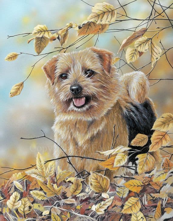 'Autumn Norfolk' Norfolk Terrier Print by Paul Doyle
