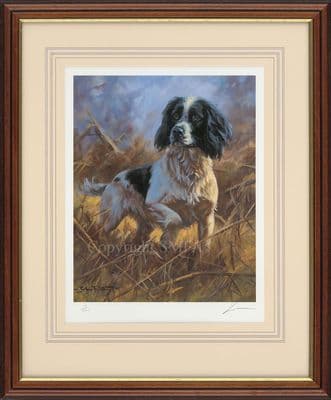 'Black and White Springer' Ex-Display Framed Print by John Trickett