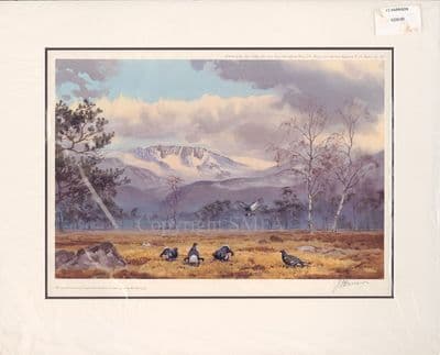 'Black Game' Ex-Display Capercaillie Mounted Print by J C Harrison