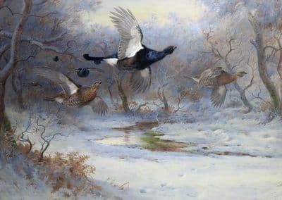 'Blackcock and Grouse in Flight' Blank Greetings Card by Archibald Thorburn C742