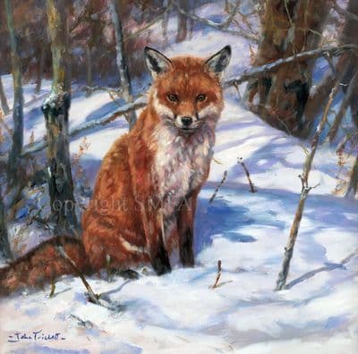 'Chilly Charly' Limited edition Fox Print by John Trickett