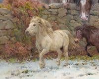 'Coats of Many Colours' Original Oil on Canvas Heavy Horse Painting by Rosemary Sarah Welch