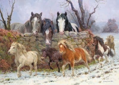 'Coats of Many Colours' Pack of 10 Heavy Horse Christmas Cards by Rosemary Sarah Welch C733x