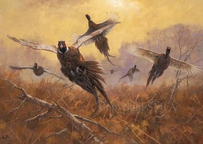 'Coming Forward' Pheasant Greetings Card by John Trickett