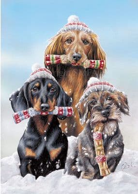 'Crackers' Dachshund Blank Greetings Card by Paul Doyle