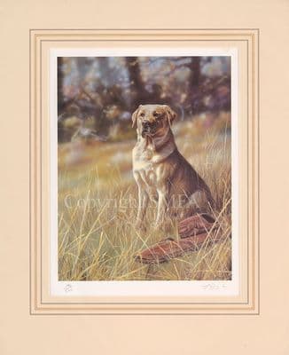 'Dedication' Ex-Display Yellow Labrador Print by Paul Doyle