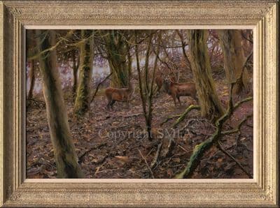 'Deer in The Woods' Original Oil Painting by Mick Cawston