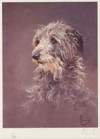 'Deerhound' Ex-Display Print by Malcolm Coward